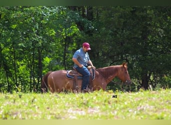 American Quarter Horse, Mare, 7 years, 15 hh, Sorrel