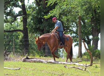 American Quarter Horse, Mare, 7 years, 15 hh, Sorrel