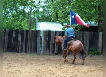 American Quarter Horse, Mare, 7 years, 15 hh, Sorrel