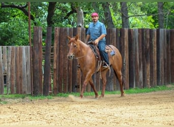 American Quarter Horse, Mare, 7 years, 15 hh, Sorrel