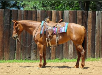 American Quarter Horse, Mare, 7 years, 15 hh, Sorrel