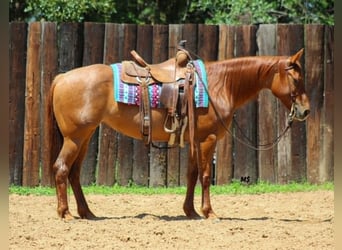American Quarter Horse, Mare, 7 years, 15 hh, Sorrel