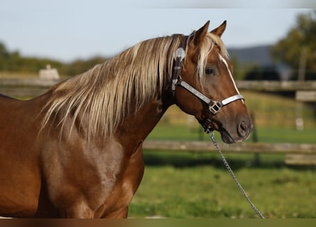 American Quarter Horse, Stallion, 8 years, 14.1 hh, Brown