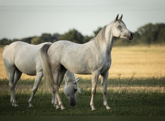 Arabian horses, Mare, 9 years, 14.3 hh, Grey-Fleabitten