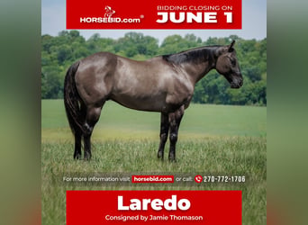 American Quarter Horse, Gelding, 14 years, Grullo, in Auburn