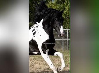 Baroque Pinto, Stallion, 3 years, 15.3 hh