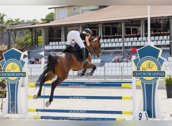 Belgian Warmblood, Mare, Embryo, 16.1 hh, Bay