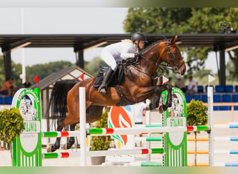 Belgian Warmblood, Mare, Embryo, 16.1 hh, Bay