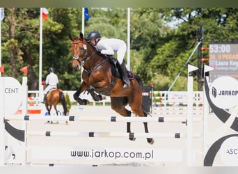 Belgian Warmblood, Mare, Embryo, 16.1 hh, Bay