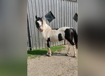 Lewitzer Mix, Stallion, 14 years, 13.3 hh, Pinto