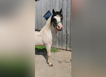 Lewitzer Mix, Stallion, 14 years, 13.3 hh, Pinto