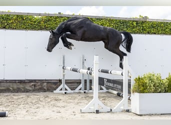 Holstein, Stallion, 2 years, 16 hh, , in Waddinxveen