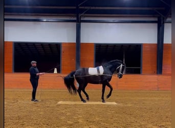 PRE Mix, Gelding, 6 years, 16 hh, Black, in Madison, GA