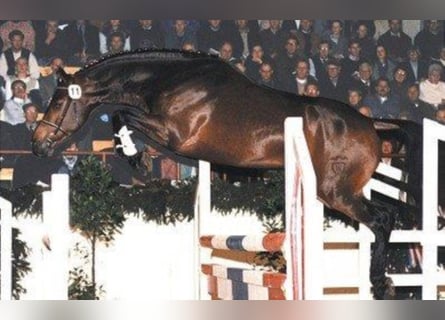 Holstein, Stallion, 33 years, 16.2 hh, Brown