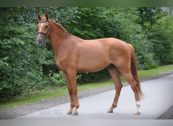 Seppel II
