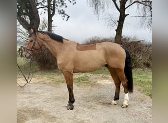 HANNES