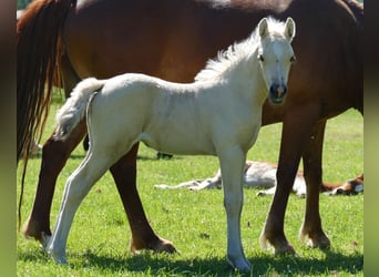 Other Breeds, Mare, Foal (04/2026), 13.1 hh, Palomino, in Lathen