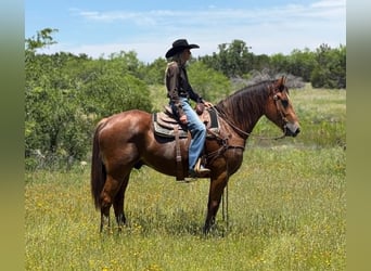 Draft Horse, Gelding, 4 years, 16 hh, Bay