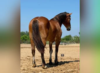 Draft Horse, Gelding, 4 years, 16 hh, Bay