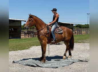 Draft Horse, Gelding, 4 years, 16 hh, Bay
