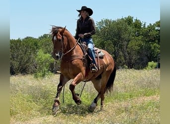 Draft Horse, Gelding, 4 years, 16 hh, Bay