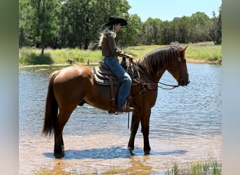 Draft Horse, Gelding, 4 years, 16 hh, Bay