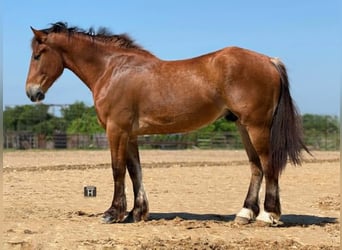 Draft Horse, Gelding, 4 years, 16 hh, Bay