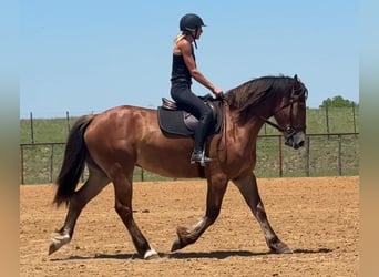 Draft Horse, Gelding, 4 years, 16 hh, Bay