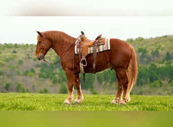 Draft Horse, Gelding, 7 years, 16 hh, Chestnut