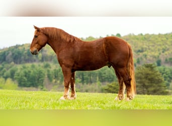 Draft Horse, Gelding, 7 years, 16 hh, Chestnut
