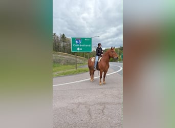Draft Horse, Gelding, 7 years, 16 hh, Chestnut