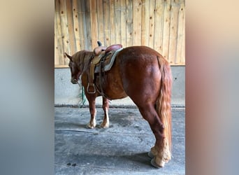 Draft Horse, Gelding, 7 years, 16 hh, Chestnut