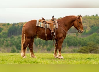 Draft Horse, Gelding, 7 years, 16 hh, Chestnut