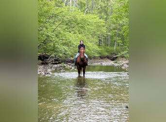 Draft Horse, Gelding, 7 years, 16 hh, Chestnut