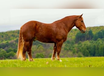 Draft Horse, Gelding, 7 years, 16 hh, Chestnut