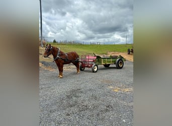 Draft Horse, Gelding, 7 years, 16 hh, Chestnut