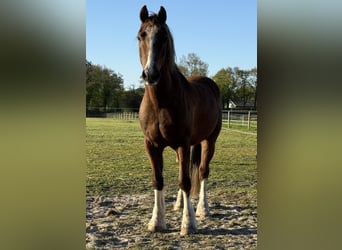 Llanmore Cracker Jack