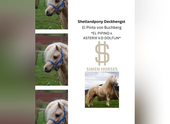 Shetland Ponies, Stallion, 18 years, 9.2 hh, Pinto