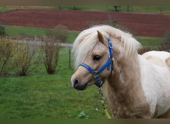 Shetland Ponies, Stallion, 18 years, 9.2 hh, Pinto