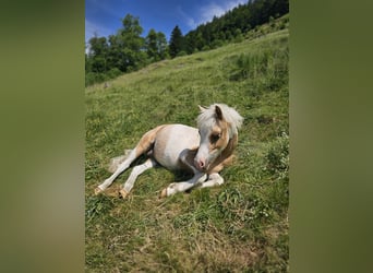 Shetland Ponies, Stallion, 18 years, 9.2 hh, Pinto