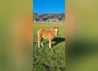 Shetland Ponies, Stallion, 18 years, 9.2 hh, Pinto
