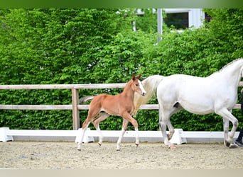 Oldenburg-International (OS), Stallion, Foal (03/2026), 16.2 hh, Brown, in Rehburg-Loccum Münchehagen