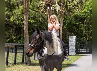 Friesian horses Mix, Gelding, 5 years, Roan-Blue