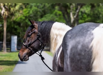 Friesian horses Mix, Gelding, 5 years, Roan-Blue