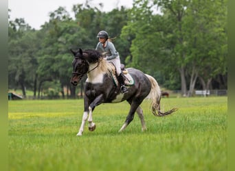 Friesian horses Mix, Gelding, 5 years, Roan-Blue