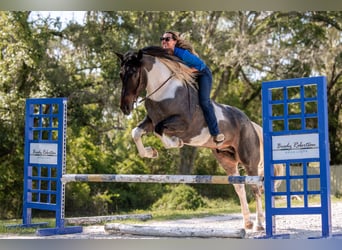 Friesian horses Mix, Gelding, 5 years, Roan-Blue