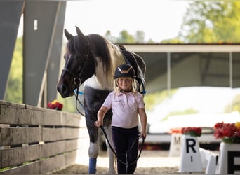 Friesian horses Mix, Gelding, 5 years, Roan-Blue