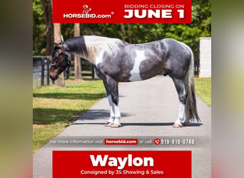 Friesian horses Mix, Gelding, 5 years, Roan-Blue