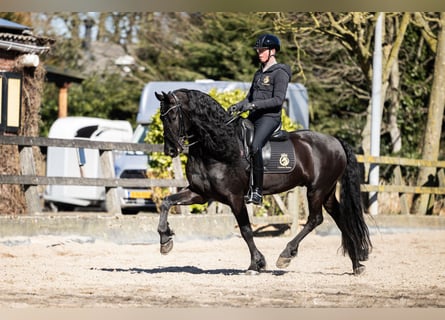 Friesian horses, Gelding, 7 years, Black