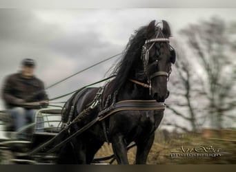 Friesian horses, Stallion, 8 years, 16 hh, Black